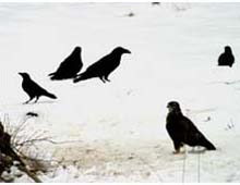 Maeusebussard bei Rabenkraehen